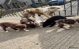 Mixed Breed dogs for sale: Border collie - Image 9