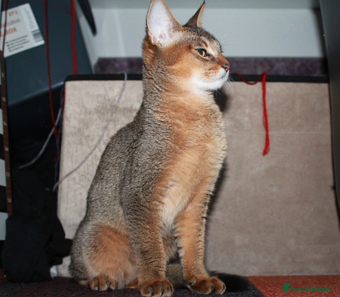 Chausie cats for sale: Three Stunning Chausie Kittens – Royal Chausie Cat - Image 4