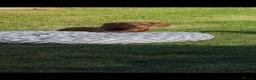 Dachshund dogs for sale: Reggie miniature dachshund  - Advert 2