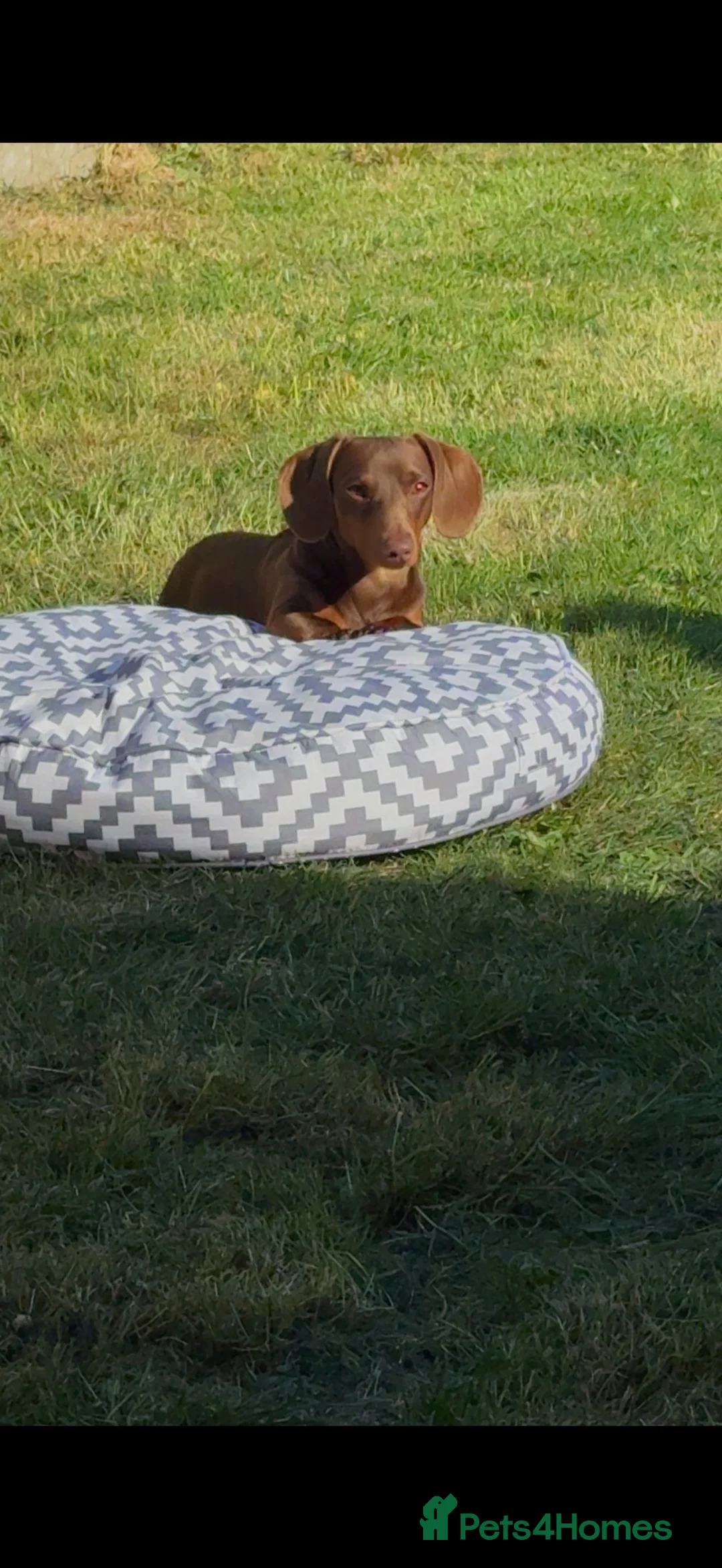 Dachshund dogs for sale: Reggie miniature dachshund  - Advert 2