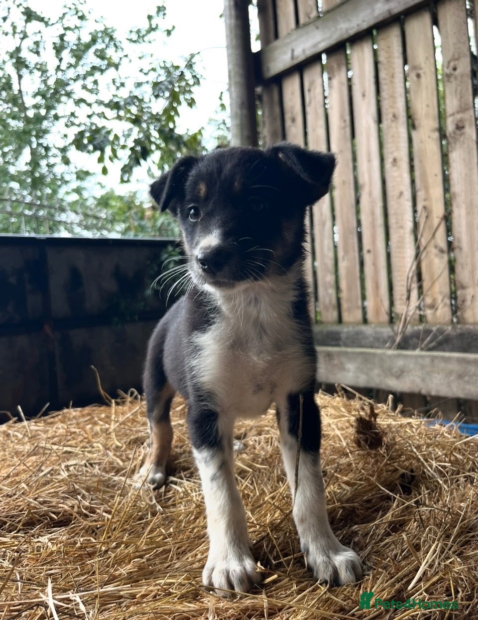 Border Collie dogs 🐾 Beautiful Border Collie Puppies 🐾 - Advert 2