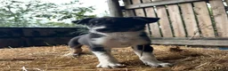 Border Collie dogs for sale: 🐾 Beautiful Border Collie Puppies 🐾 in Trimdon Station - Advert 2