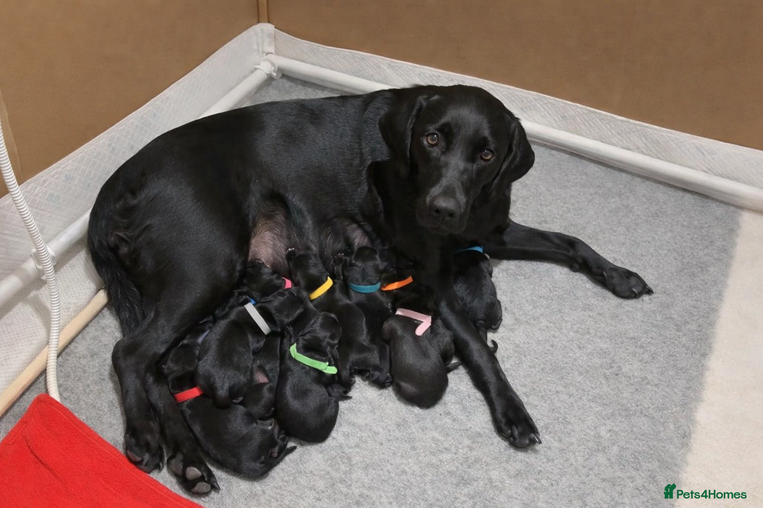 Borador dogs 11 gorgeous Borador puppies for sale  - Advert 1