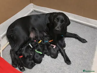 Borador dogs 11 gorgeous Borador puppies for sale - Advert 1