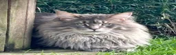 Maine Coon cats for sale: Cream Smoke Tabby Maine Coon Boy READY NOW in Dorking - Advert 11