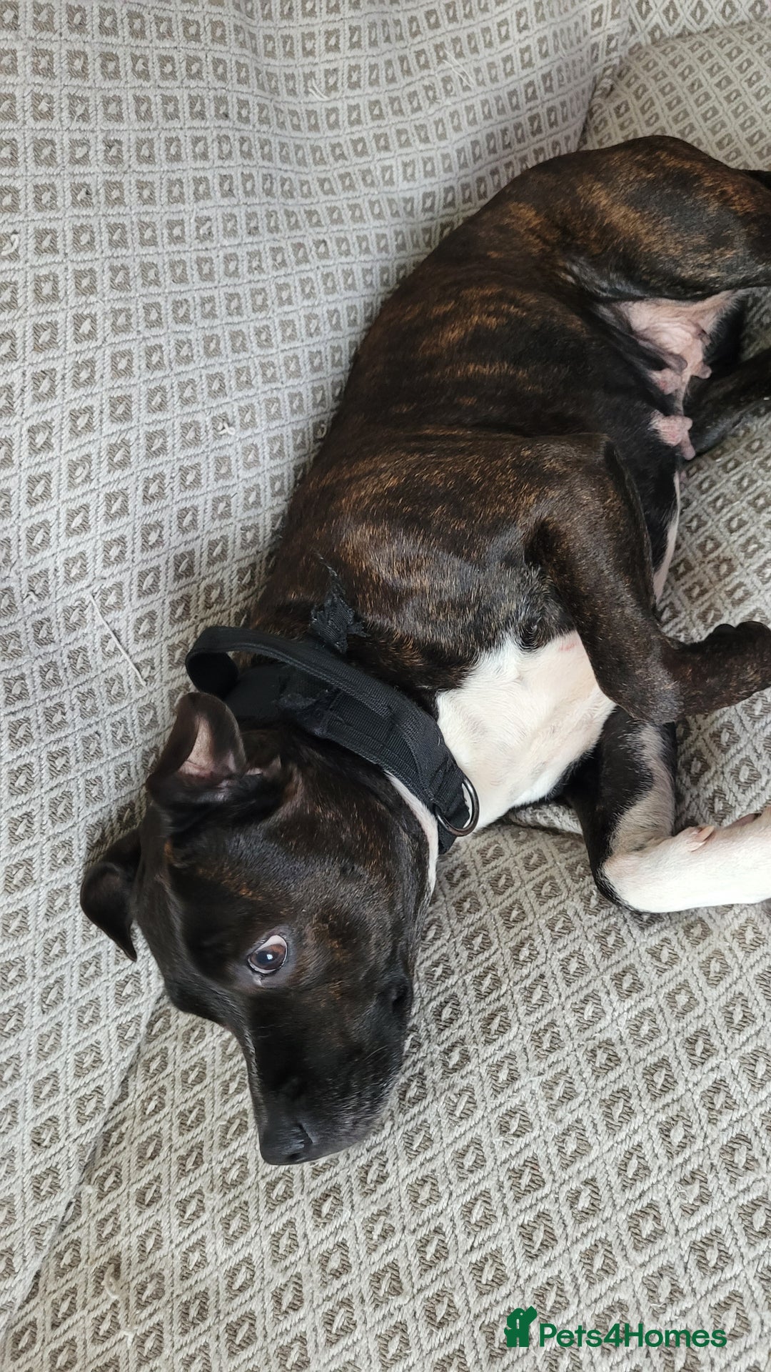 Staffordshire Bull Terrier dogs for sale: Mature Female Staffy - Advert 2