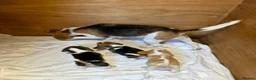 Beagle dogs for sale: KC REGISTERED  - Advert 5