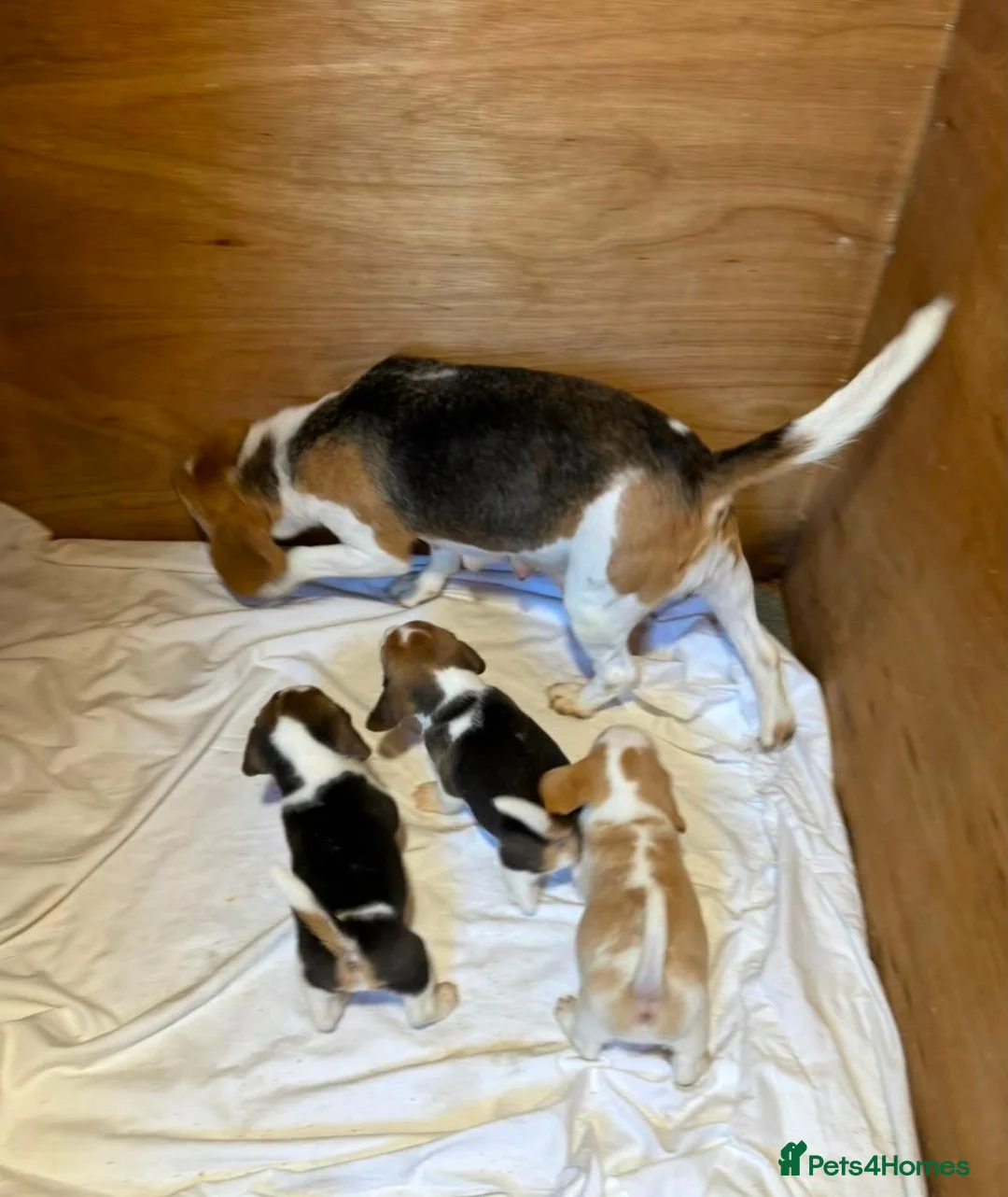 Beagle dogs for sale: KC REGISTERED MALE PUPPY - Advert 11