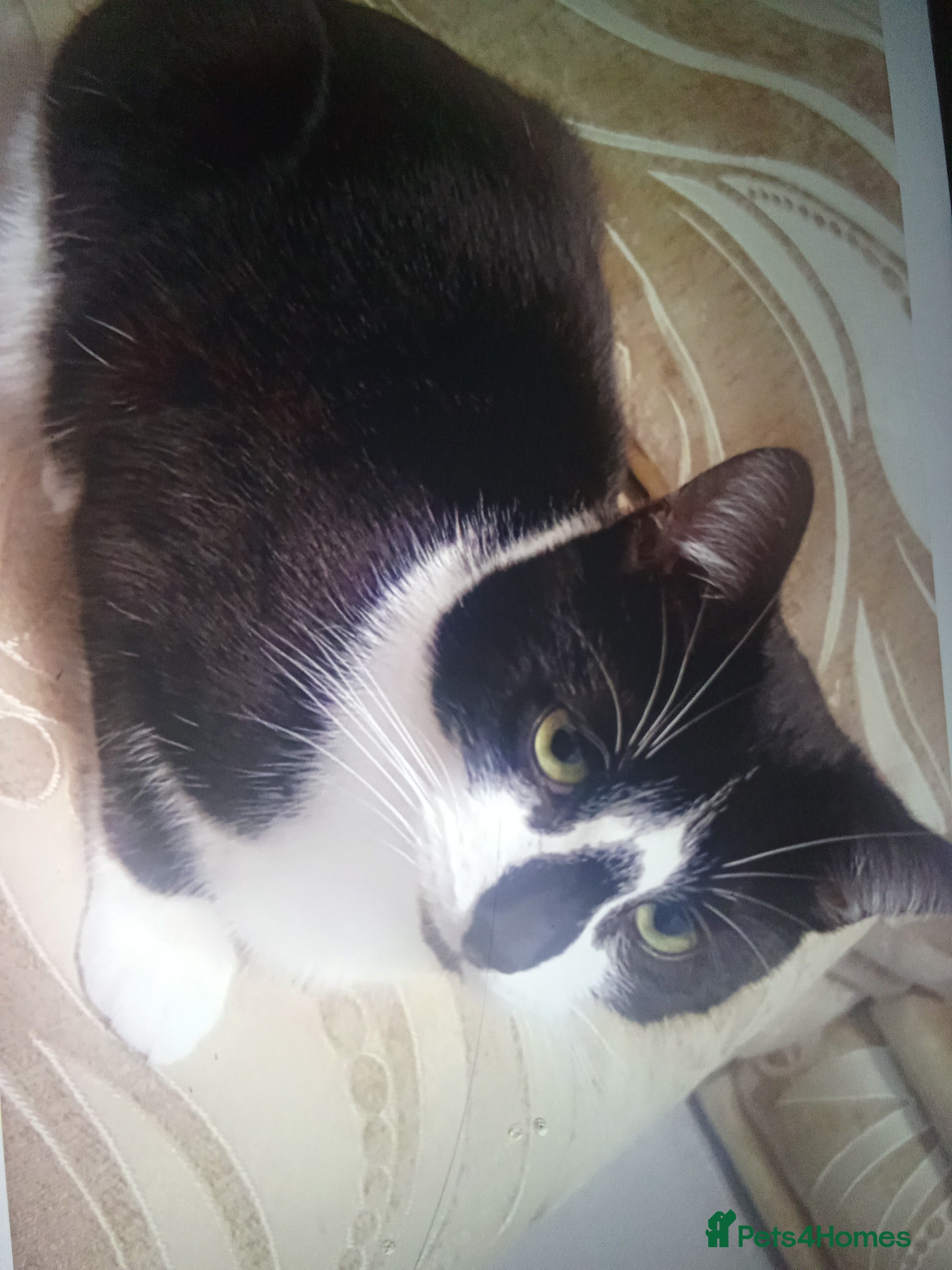 Mixed Breed cats Sweet boy for his urgent forever home! - Advert 16