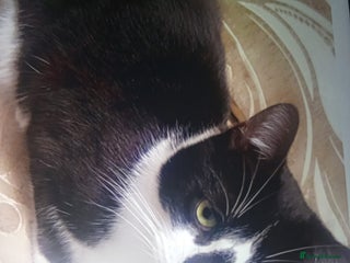 Mixed Breed cats Sweet boy for his urgent forever home! - Advert 1