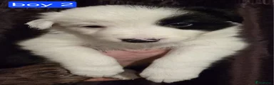 Border Collie Puppy 2