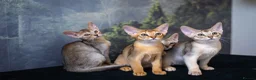 Abyssinian cats for sale: Pure Silver Abyssinian Champion Lines 🏆 Tica - Advert 9