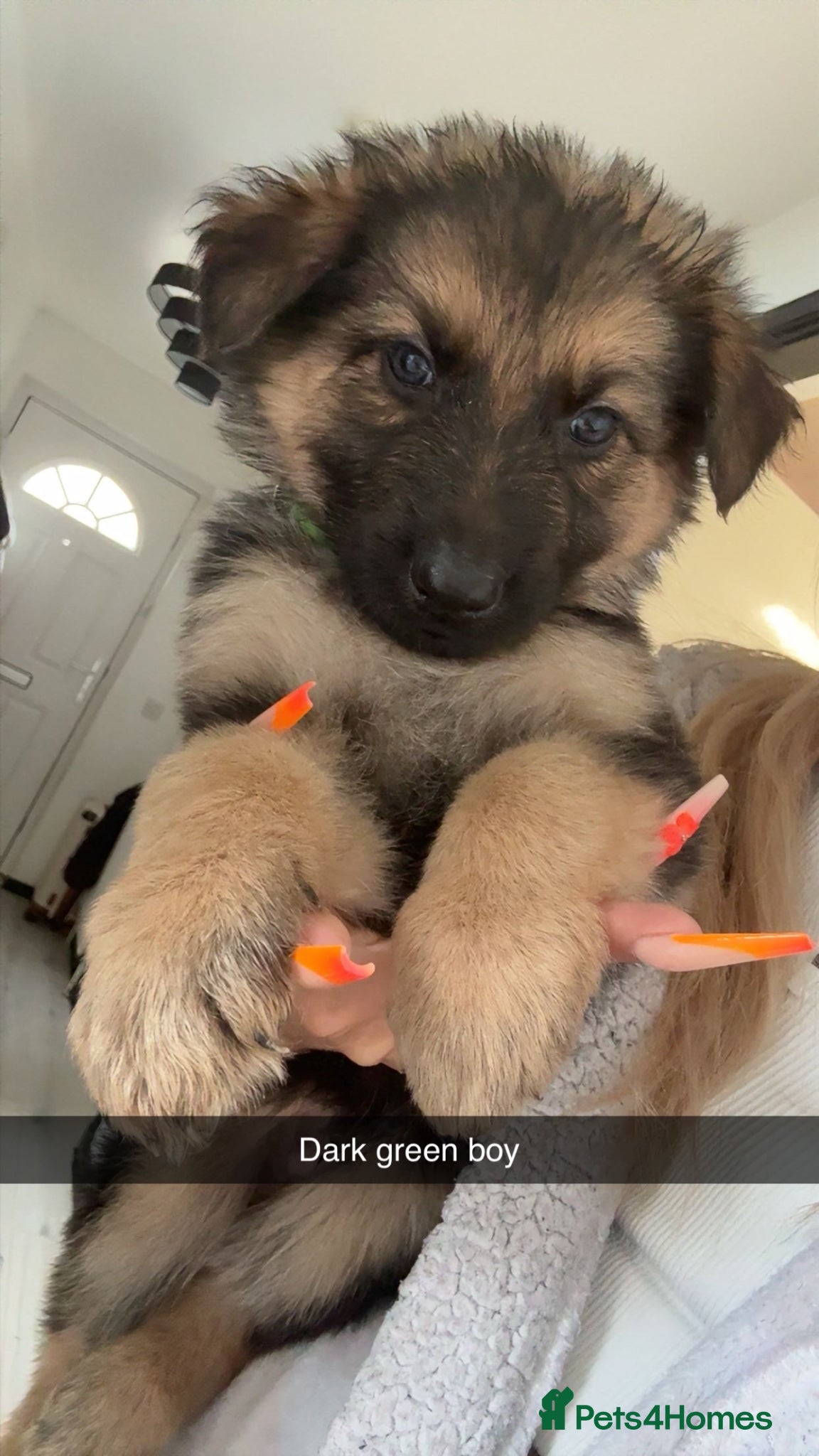German Shepherd dogs German Shepard  - Advert 8