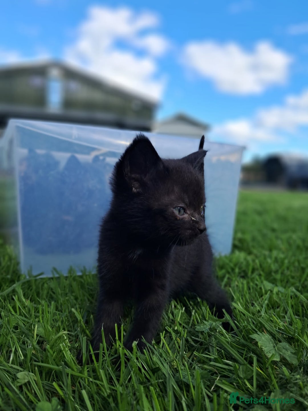 Mixed Breed cats for sale: Semi Longhaired Kittens - Image 9