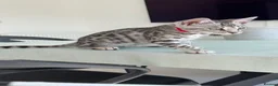 Bengal cats for sale: TICA Pedigree Bengal Girl in Silver 🖤🤍 - Advert 8