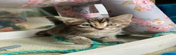 Maine Coon cats for sale: Kittens Maine coon  - Advert 19