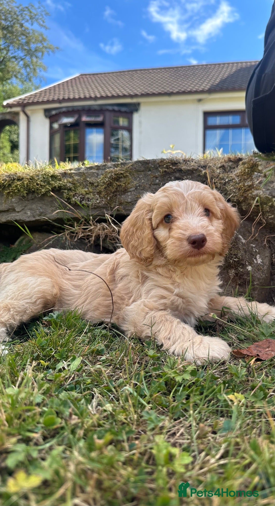Cockapoo dogs 6 beautiful F1 cockapoo pups for sale - Advert 16