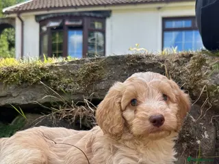Cockapoo dogs 6 beautiful F1 cockapoo pups for sale - Advert 16