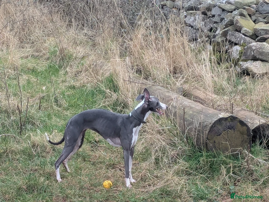 Whippet dogs for sale: Looking for a home for Ada - Advert 5