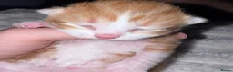 Mixed Breed cats for sale: Lovely little kittens  - Advert 5