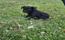 Patterdale Terrier dogs for sale: 2 Adorable Farm-Bred Girls.  - Image 2