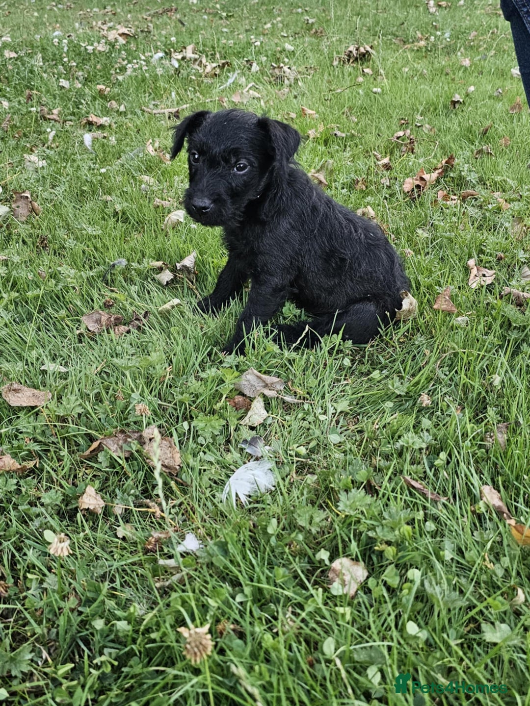 Patterdale Terrier dogs for sale: 2 Adorable Farm-Bred Girls.  - Image 2