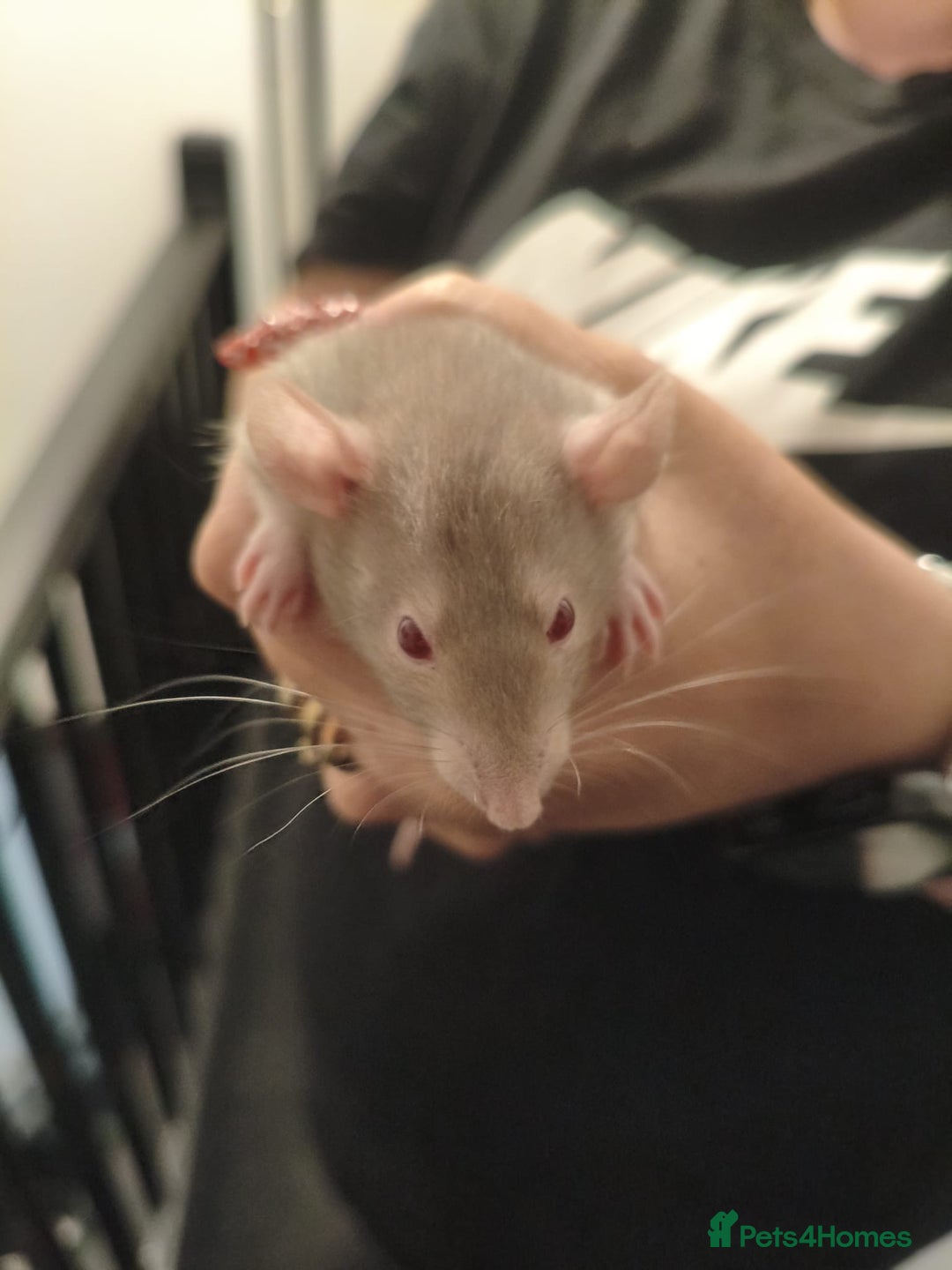 Rat rodents for sale: Adorable baby dumbo rats - Advert 12