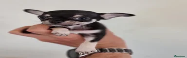 Chihuahua 2