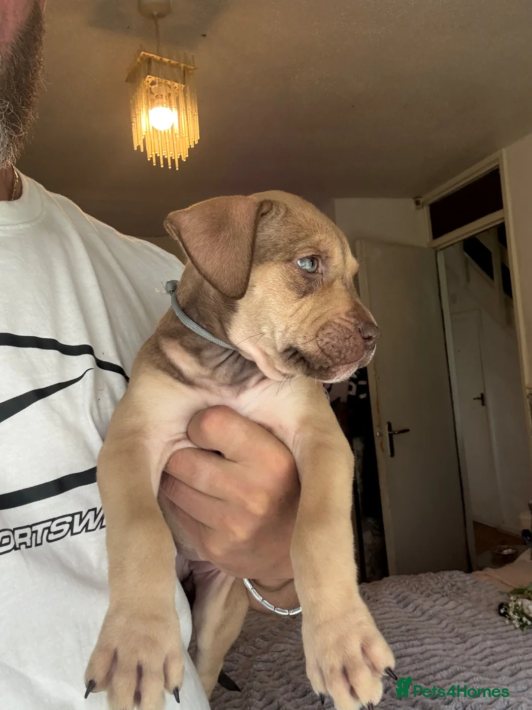 Mixed Breed dogs for sale: Bull presa pups  - Advert 2