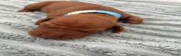 Hungarian Vizsla dogs for sale: Hungarian Vizsla Puppies in Bridgend - Advert 5