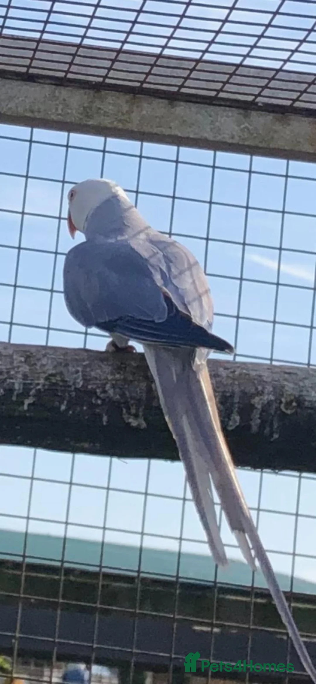 Parrots birds for sale: Violet Cleartail Ringneck pair - Advert 2