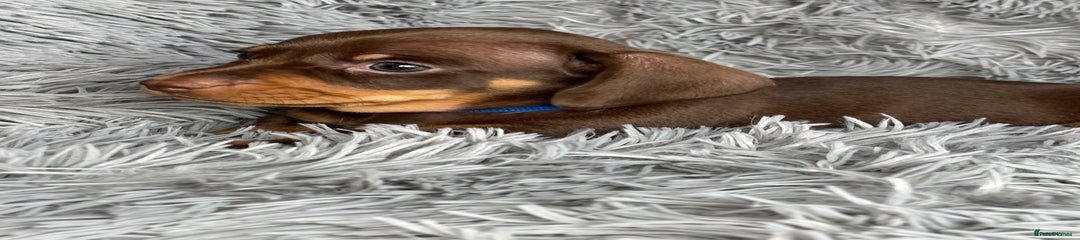 Miniature Dachshund Puppy 1