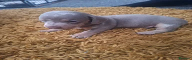 Miniature Dachshund 2