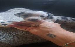 Dachshund dogs for sale: STUNNINGLY,  GORGEOUS DACHSHUND PUPPIES 🐶 😍  - Image 14