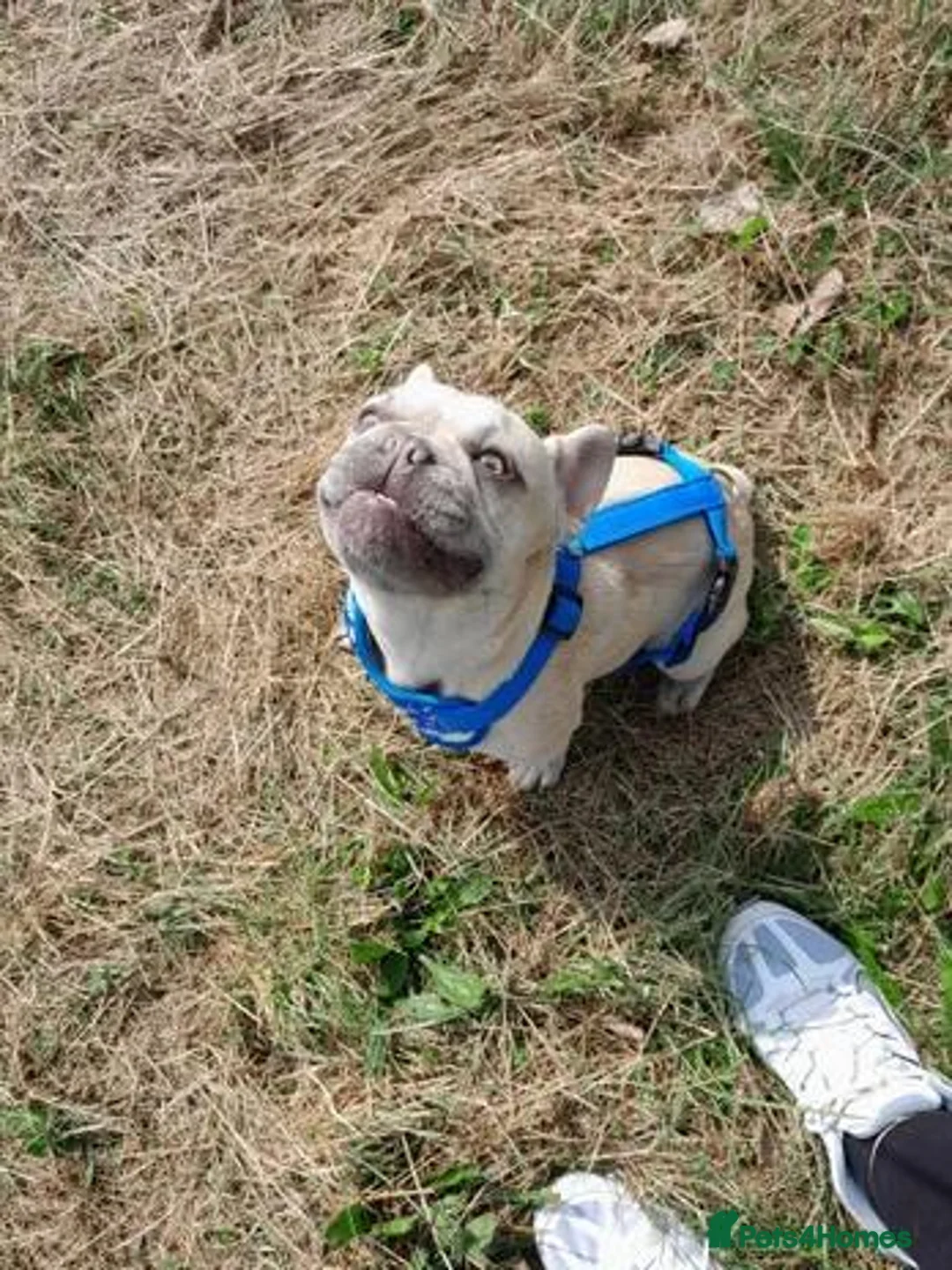 French Bulldog dogs for sale: Beautiful 4 year old lilac French bulldog  in Dudley - Advert 1
