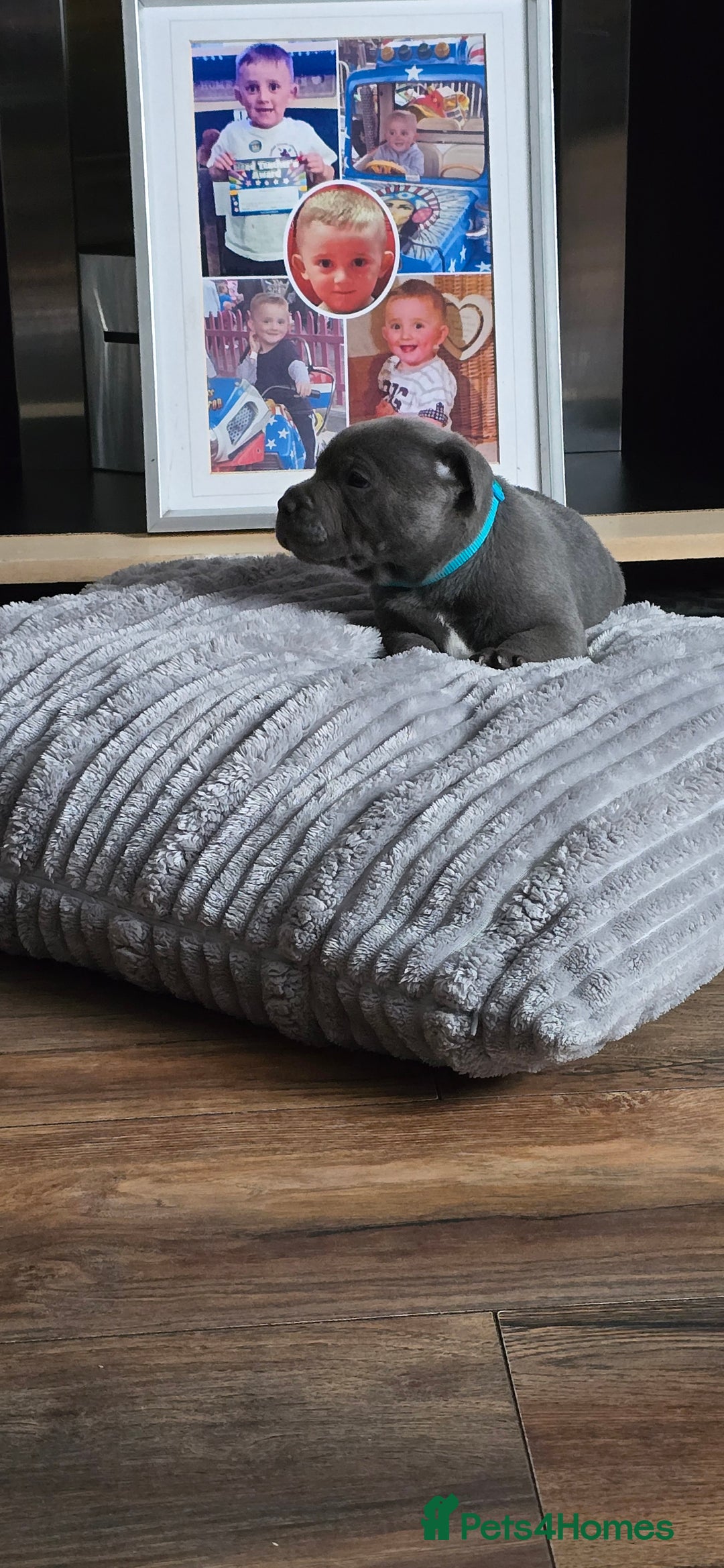 Staffordshire Bull Terrier dogs for sale: 4 beutiful blue staffies dad and mum kc  - Advert 19