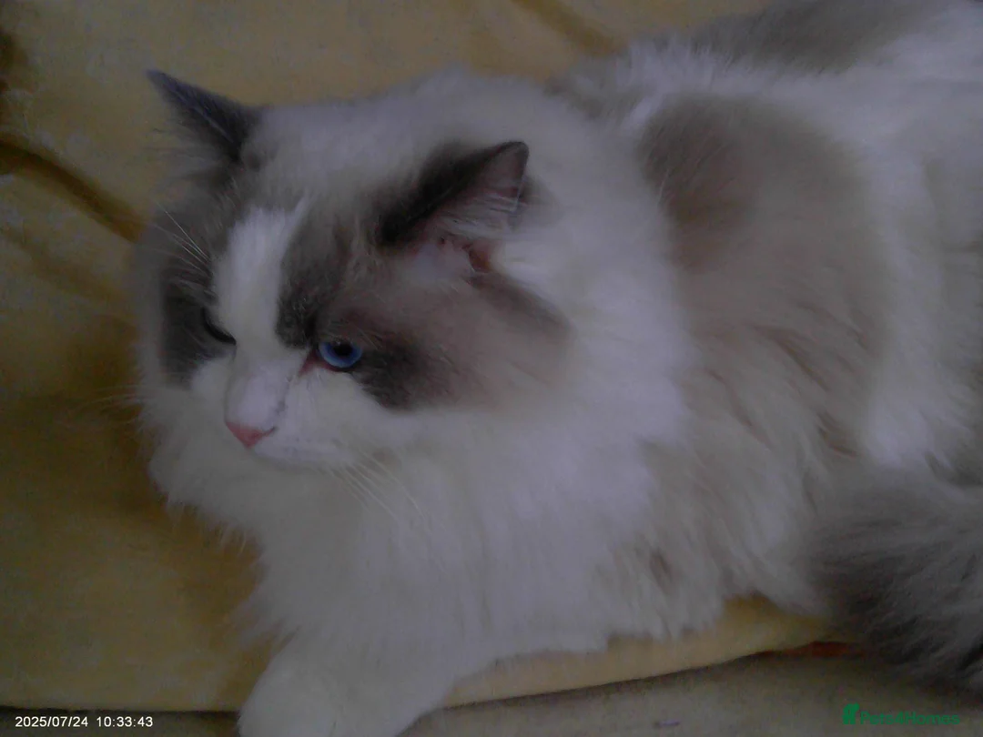 Ragdoll cats for adoption: 2 beautiful Ragdolls in need of rehoming - Advert 10