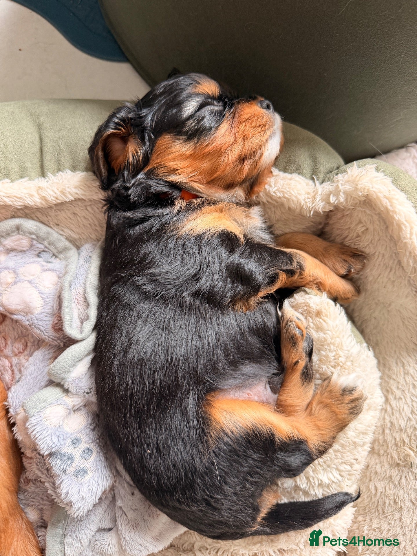 Cavapoochon dogs Cavalier King Charles Spaniel / Cavapooshon pups - Advert 2