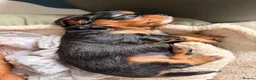 Cavapoochon dogs for sale: Cavalier King Charles Spaniel / Cavapooshon pups - Advert 9