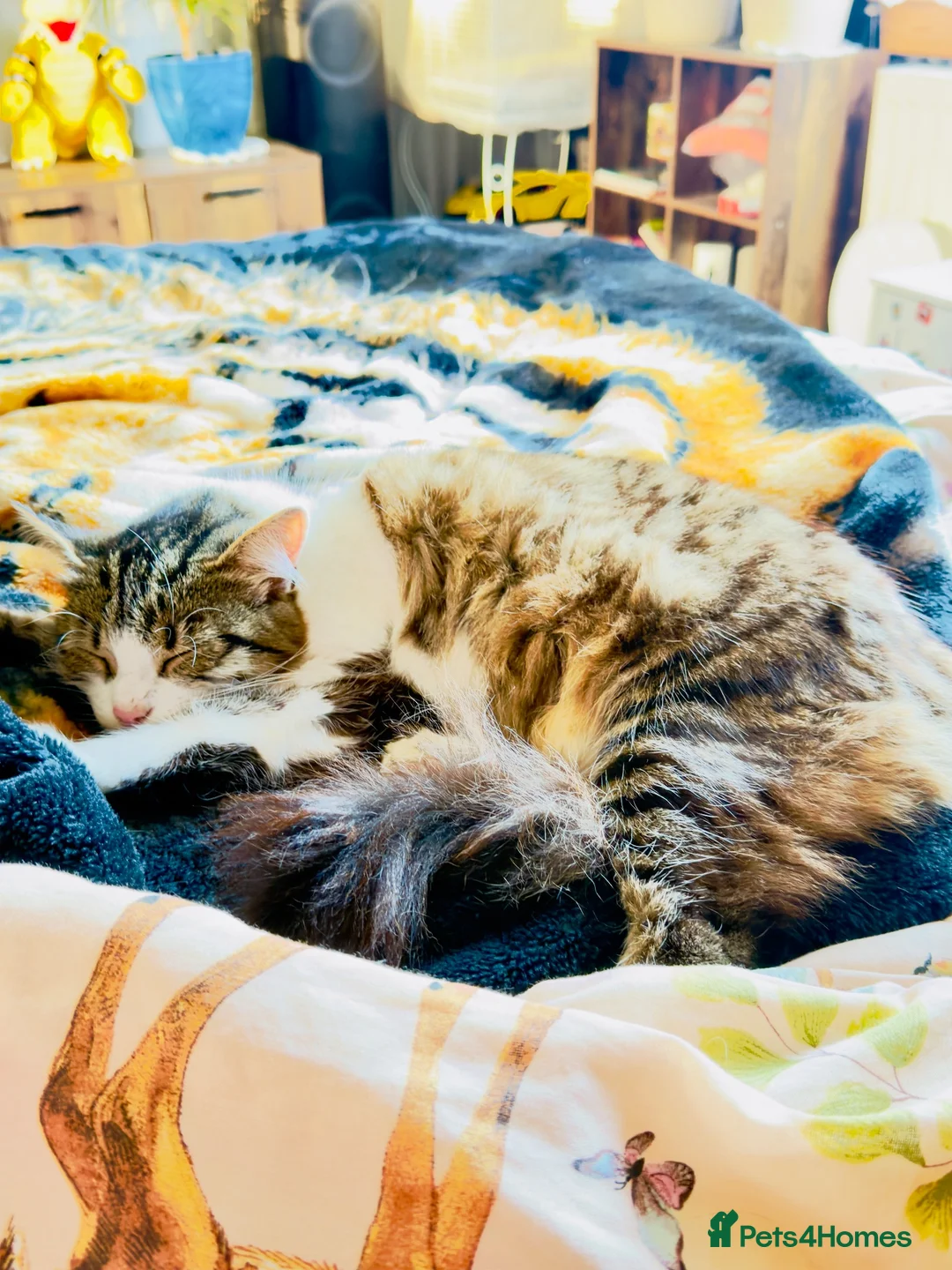 Mixed Breed cats for sale: 2 boys looking fir loving home - Advert 5