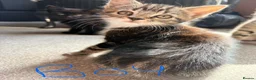 Mixed Breed cats for sale: Kittens - Advert 2