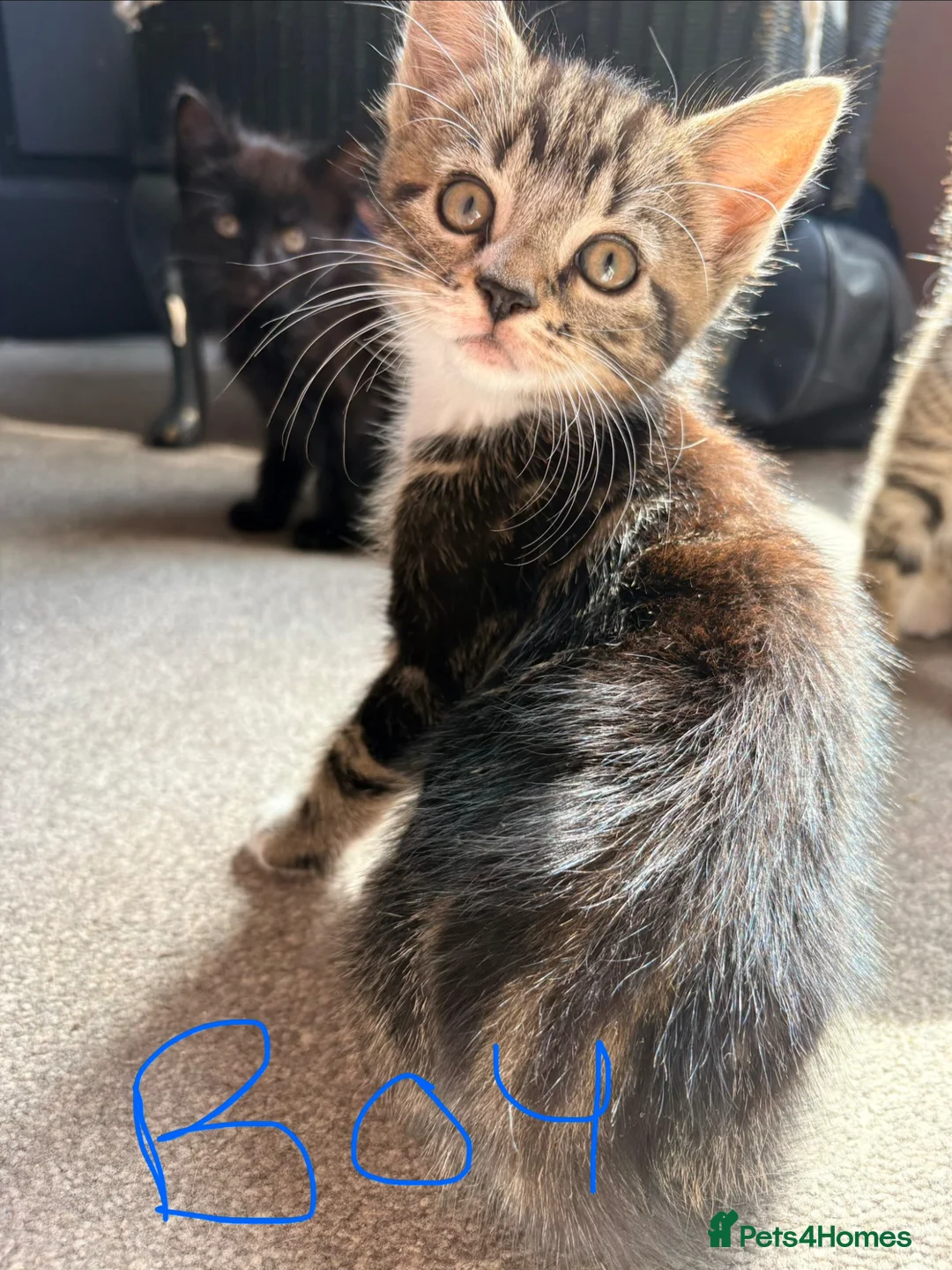 Mixed Breed cats for sale: Kittens - Advert 2