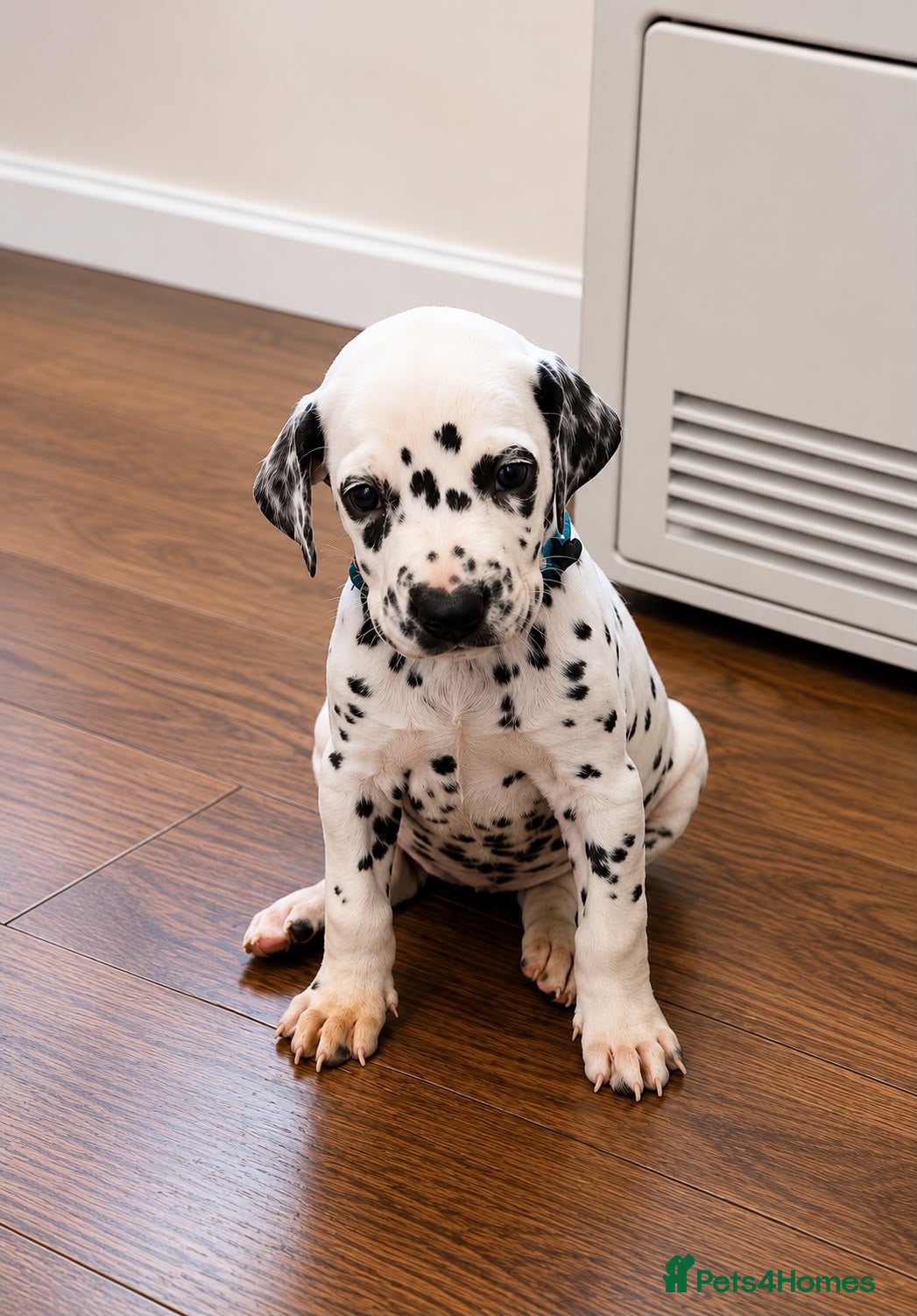 Dalmatian dogs Beautiful Dalmatian puppies - Advert 5