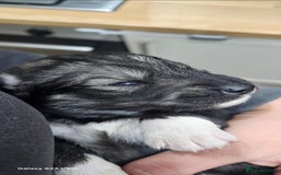 Siberian Husky dogs for sale: Wooly Siberian Husky - Image 5