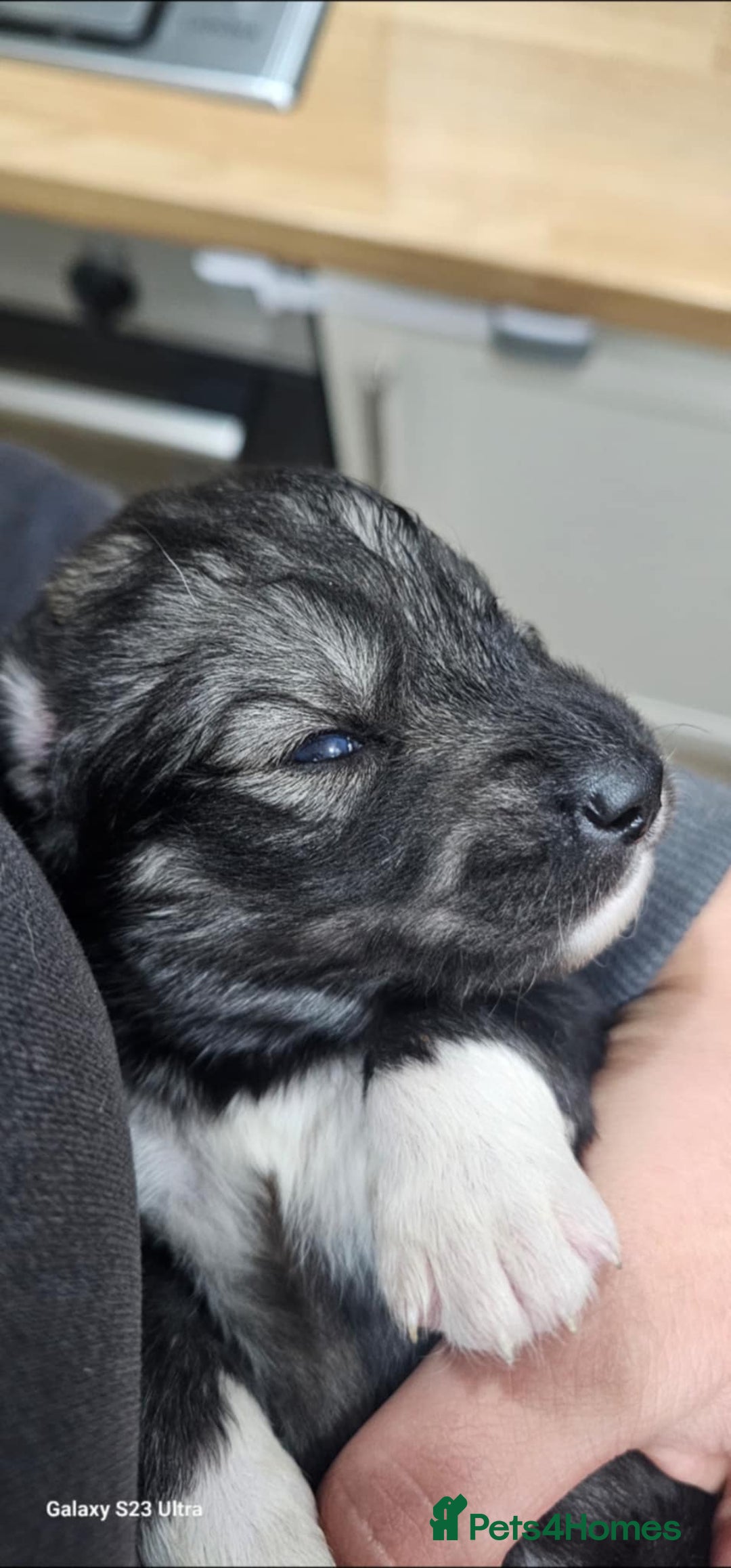 Siberian Husky dogs for sale: Wooly Siberian Husky - Image 5