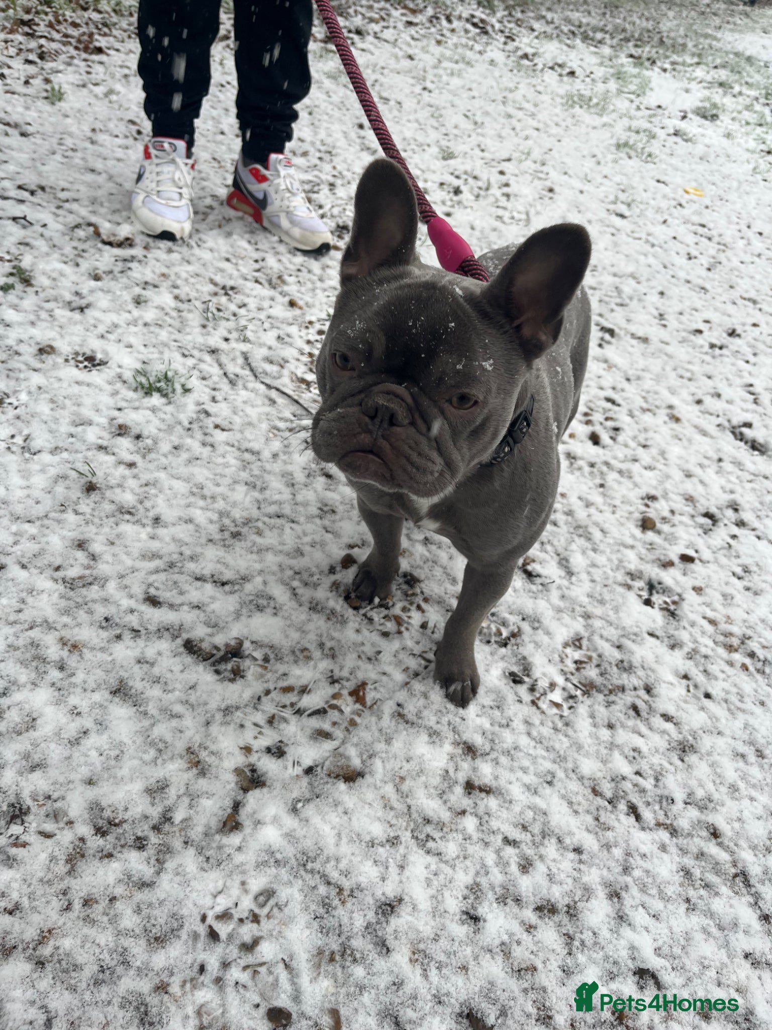 French Bulldog dogs French Bulldog 2 years in August  - Advert 14