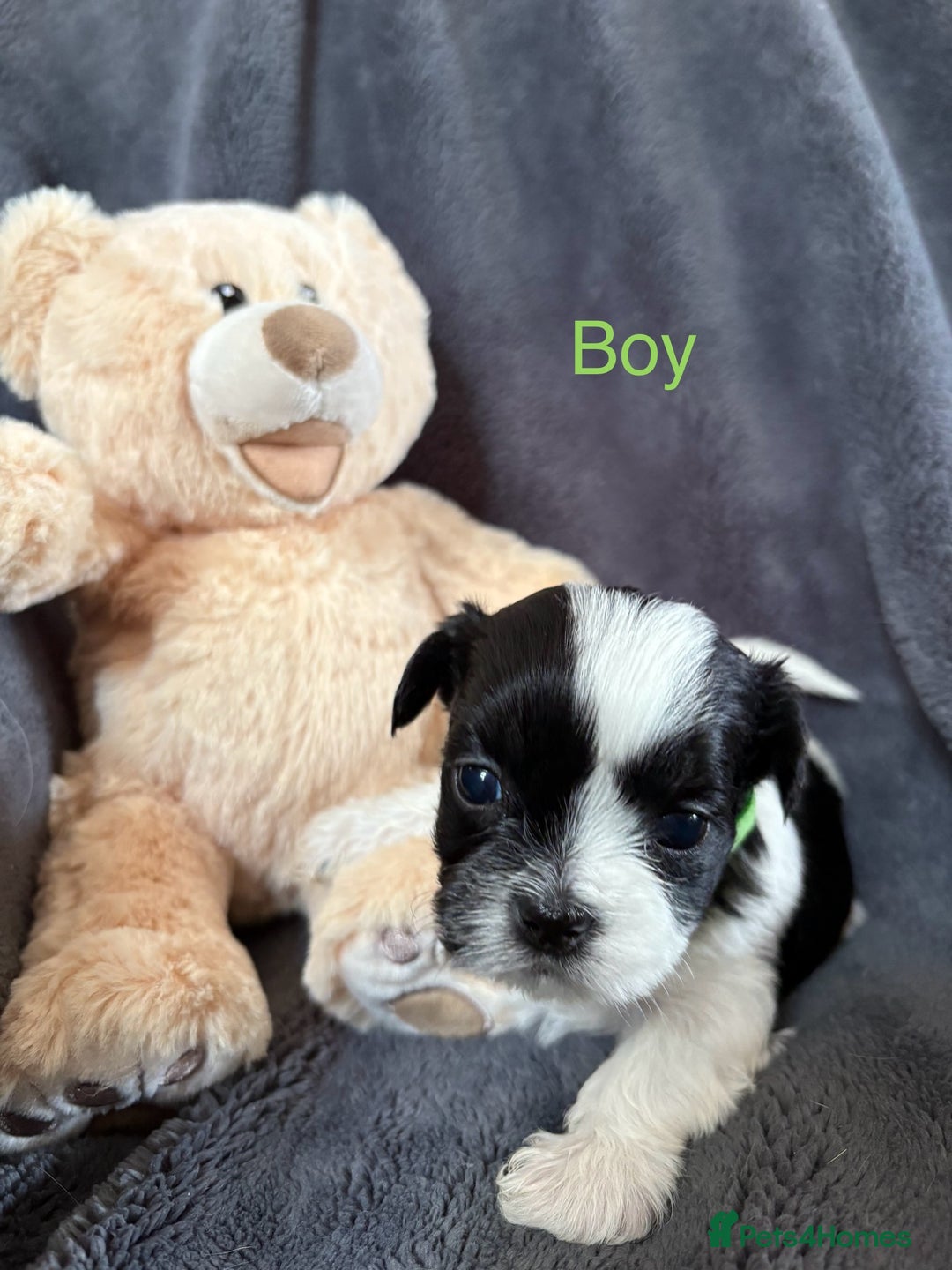 Shih Tzu dogs for sale: 6 beautiful shih tzu - Image 7