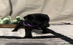 Jack Russell dogs for sale: Minature jack russel pupies  - Image 9