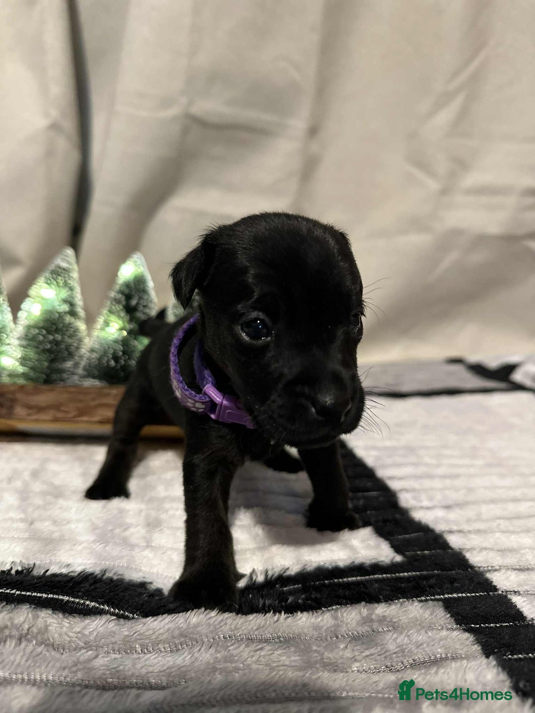 Jack Russell dogs for sale: Minature jack russel pupies  - Image 9