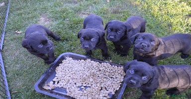Labrador Retriever dogs - Advert 5